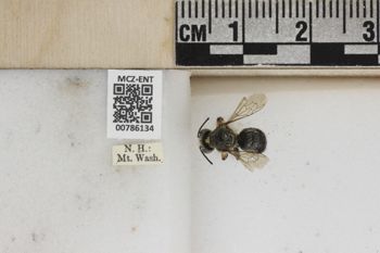 Media type: image;   Entomology 786134 Aspect: Labels